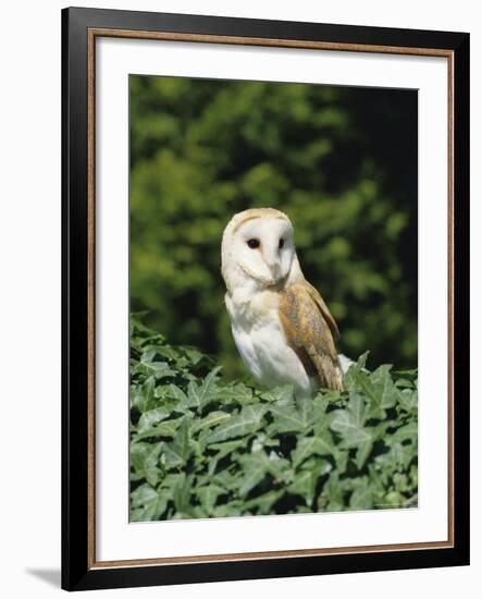 Portrait of a Barn Owl (Tyto Alba)-Philip Craven-Framed Photographic Print