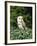 Portrait of a Barn Owl (Tyto Alba)-Philip Craven-Framed Photographic Print