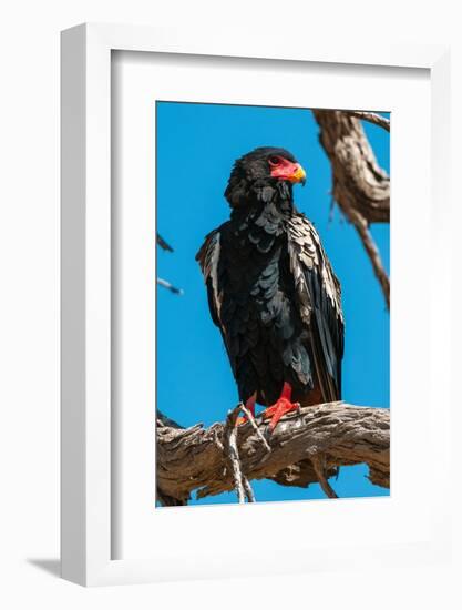 Portrait of a bateleur eagle perched on a dead tree branch. Okavango Delta, Botswana.-Sergio Pitamitz-Framed Photographic Print