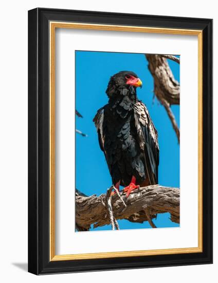 Portrait of a bateleur eagle perched on a dead tree branch. Okavango Delta, Botswana.-Sergio Pitamitz-Framed Photographic Print