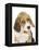 Portrait of a Beagle Puppy-Mark Taylor-Framed Premier Image Canvas