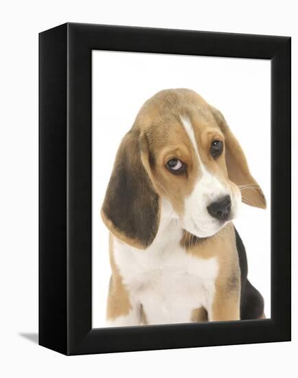 Portrait of a Beagle Puppy-Mark Taylor-Framed Premier Image Canvas