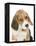 Portrait of a Beagle Puppy-Mark Taylor-Framed Premier Image Canvas