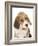 Portrait of a Beagle Puppy-Mark Taylor-Framed Photographic Print