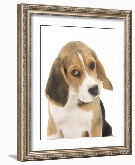 Portrait of a Beagle Puppy-Mark Taylor-Framed Photographic Print