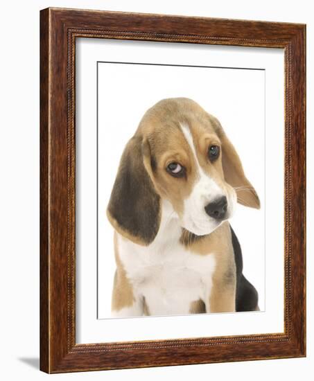 Portrait of a Beagle Puppy-Mark Taylor-Framed Photographic Print