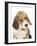 Portrait of a Beagle Puppy-Mark Taylor-Framed Photographic Print