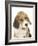 Portrait of a Beagle Puppy-Mark Taylor-Framed Photographic Print