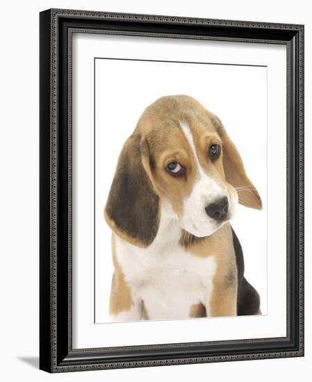 Portrait of a Beagle Puppy-Mark Taylor-Framed Photographic Print