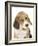 Portrait of a Beagle Puppy-Mark Taylor-Framed Photographic Print