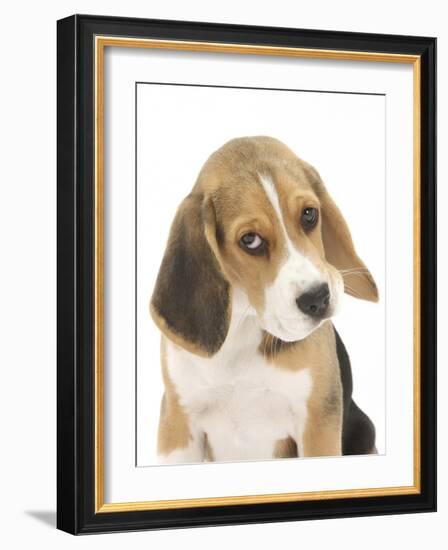 Portrait of a Beagle Puppy-Mark Taylor-Framed Photographic Print