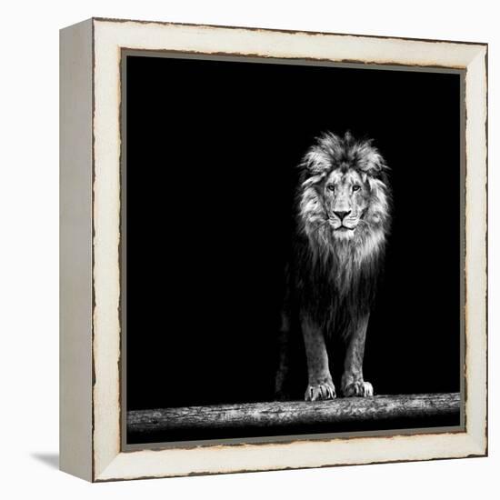 Portrait of a Beautiful Lion, in the Dark-Baranov E-Framed Stretched Canvas
