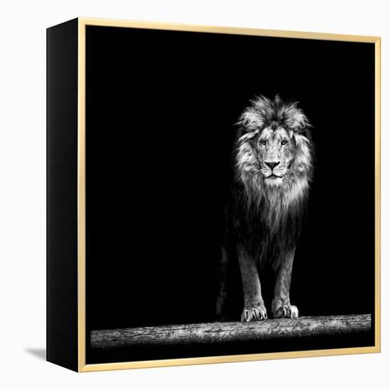 Portrait of a Beautiful Lion, in the Dark-Baranov E-Framed Stretched Canvas