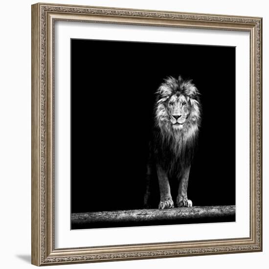 Portrait of a Beautiful Lion, in the Dark-Baranov E-Framed Photographic Print