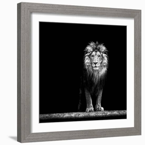 Portrait of a Beautiful Lion, in the Dark-Baranov E-Framed Photographic Print