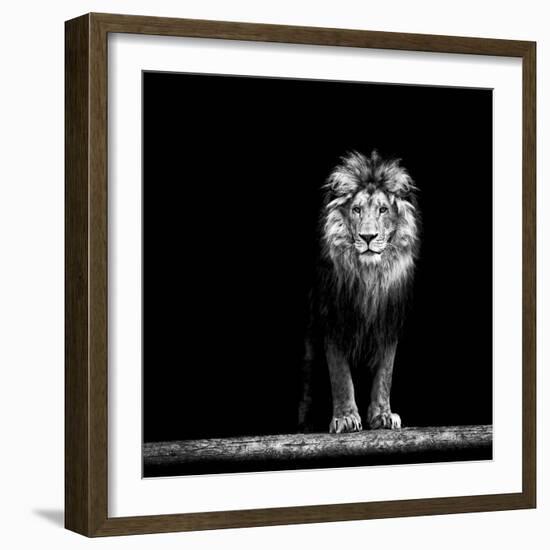 Portrait of a Beautiful Lion, in the Dark-Baranov E-Framed Photographic Print