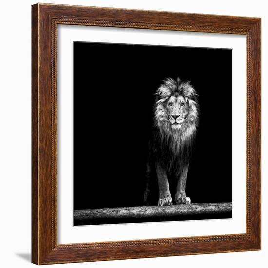 Portrait of a Beautiful Lion, in the Dark-Baranov E-Framed Photographic Print