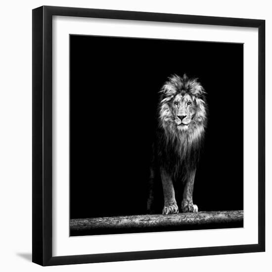 Portrait of a Beautiful Lion, in the Dark-Baranov E-Framed Photographic Print