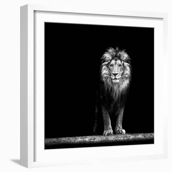 Portrait of a Beautiful Lion, in the Dark-Baranov E-Framed Photographic Print