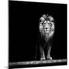 Portrait of a Beautiful Lion, in the Dark-Baranov E-Mounted Photographic Print