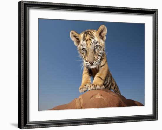 Portrait of a Bengal Tiger Cub Posing on a Rock Against a Blue Sky.  South, Africa.-Karine Aigner-Framed Photographic Print