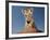 Portrait of a Bengal Tiger Cub Posing on a Rock Against a Blue Sky.  South, Africa.-Karine Aigner-Framed Photographic Print