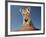 Portrait of a Bengal Tiger Cub Posing on a Rock Against a Blue Sky.  South, Africa.-Karine Aigner-Framed Photographic Print