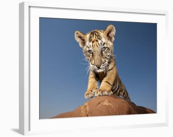 Portrait of a Bengal Tiger Cub Posing on a Rock Against a Blue Sky.  South, Africa.-Karine Aigner-Framed Photographic Print