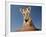 Portrait of a Bengal Tiger Cub Posing on a Rock Against a Blue Sky.  South, Africa.-Karine Aigner-Framed Photographic Print