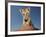 Portrait of a Bengal Tiger Cub Posing on a Rock Against a Blue Sky.  South, Africa.-Karine Aigner-Framed Photographic Print