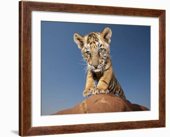 Portrait of a Bengal Tiger Cub Posing on a Rock Against a Blue Sky.  South, Africa.-Karine Aigner-Framed Photographic Print