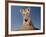 Portrait of a Bengal Tiger Cub Posing on a Rock Against a Blue Sky.  South, Africa.-Karine Aigner-Framed Photographic Print