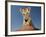 Portrait of a Bengal Tiger Cub Posing on a Rock Against a Blue Sky.  South, Africa.-Karine Aigner-Framed Photographic Print