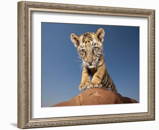 Portrait of a Bengal Tiger Cub Posing on a Rock Against a Blue Sky.  South, Africa.-Karine Aigner-Framed Photographic Print