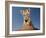 Portrait of a Bengal Tiger Cub Posing on a Rock Against a Blue Sky.  South, Africa.-Karine Aigner-Framed Photographic Print