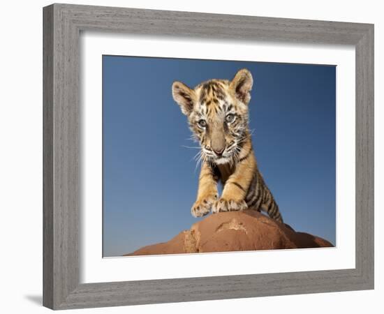 Portrait of a Bengal Tiger Cub Posing on a Rock Against a Blue Sky.  South, Africa.-Karine Aigner-Framed Photographic Print