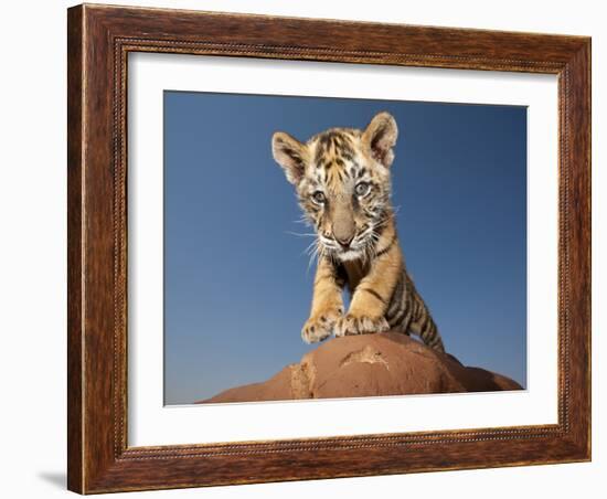 Portrait of a Bengal Tiger Cub Posing on a Rock Against a Blue Sky.  South, Africa.-Karine Aigner-Framed Photographic Print