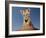 Portrait of a Bengal Tiger Cub Posing on a Rock Against a Blue Sky.  South, Africa.-Karine Aigner-Framed Photographic Print