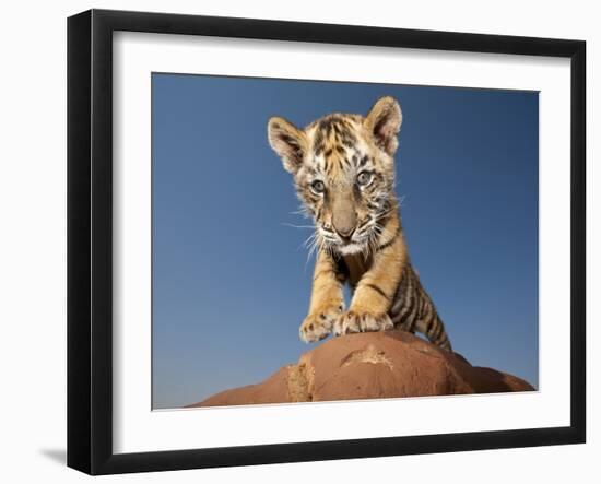 Portrait of a Bengal Tiger Cub Posing on a Rock Against a Blue Sky.  South, Africa.-Karine Aigner-Framed Photographic Print