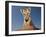 Portrait of a Bengal Tiger Cub Posing on a Rock Against a Blue Sky.  South, Africa.-Karine Aigner-Framed Photographic Print