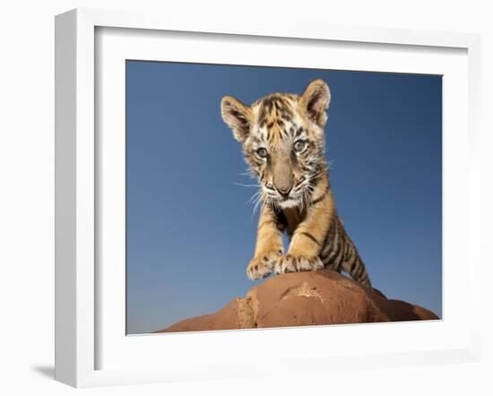 Portrait of a Bengal Tiger Cub Posing on a Rock Against a Blue Sky.  South, Africa.-Karine Aigner-Framed Photographic Print