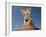 Portrait of a Bengal Tiger Cub Posing on a Rock Against a Blue Sky.  South, Africa.-Karine Aigner-Framed Photographic Print