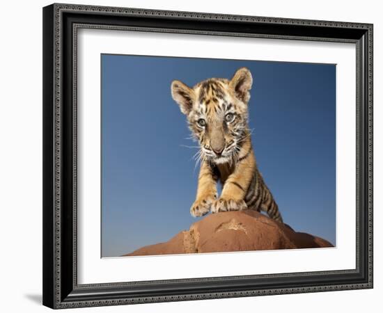 Portrait of a Bengal Tiger Cub Posing on a Rock Against a Blue Sky.  South, Africa.-Karine Aigner-Framed Photographic Print