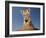 Portrait of a Bengal Tiger Cub Posing on a Rock Against a Blue Sky.  South, Africa.-Karine Aigner-Framed Photographic Print