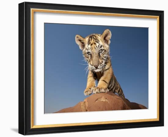 Portrait of a Bengal Tiger Cub Posing on a Rock Against a Blue Sky.  South, Africa.-Karine Aigner-Framed Photographic Print