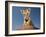 Portrait of a Bengal Tiger Cub Posing on a Rock Against a Blue Sky.  South, Africa.-Karine Aigner-Framed Photographic Print