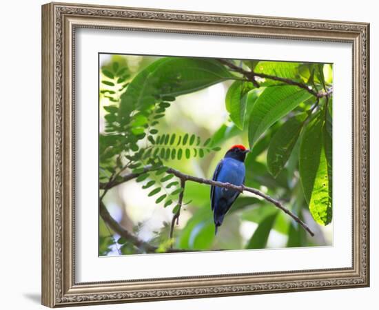 Portrait of a Bird with Colorful Plumage-Alex Saberi-Framed Photographic Print