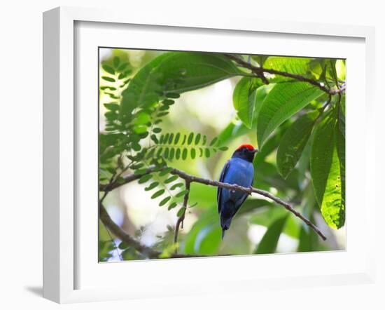 Portrait of a Bird with Colorful Plumage-Alex Saberi-Framed Photographic Print