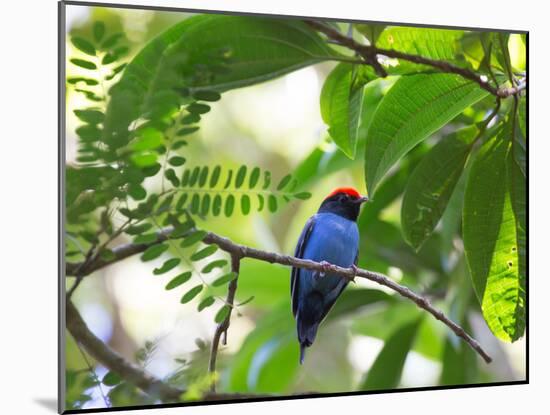 Portrait of a Bird with Colorful Plumage-Alex Saberi-Mounted Photographic Print