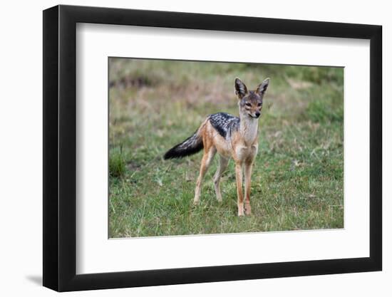 Portrait of a black-backed jackal, Canis mesomelas. Masai Mara National Reserve, Kenya, Africa.-Sergio Pitamitz-Framed Photographic Print